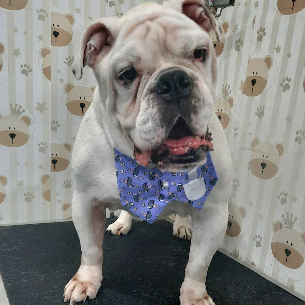 Foto 1 Assistência Veterinária São Francisco de Assis