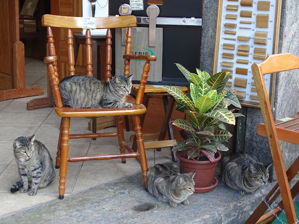 Foto 2 El Dragon Madeiras & Ferragens