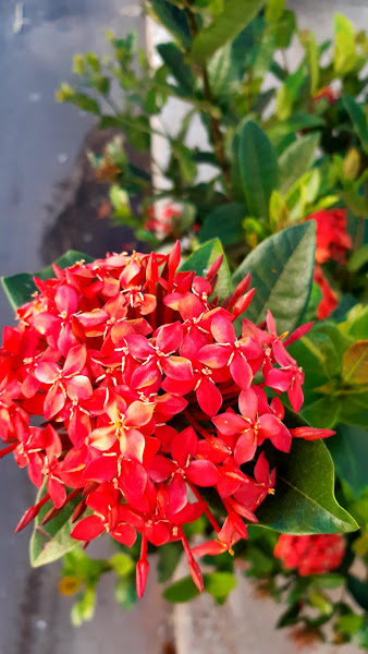 Foto 2 Saraiva Materiais de Construção