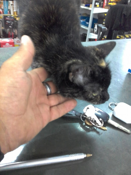 Foto 2 Juvenal Materiais para Construção -Matriz