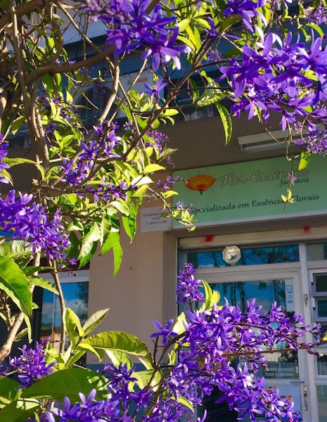 Farmácia Flor Essência