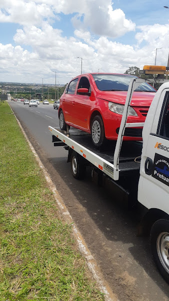 Guincho samambaia pontual