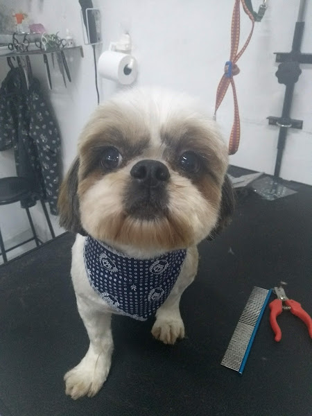 Foto 4 Pet Shop Amo Bicho