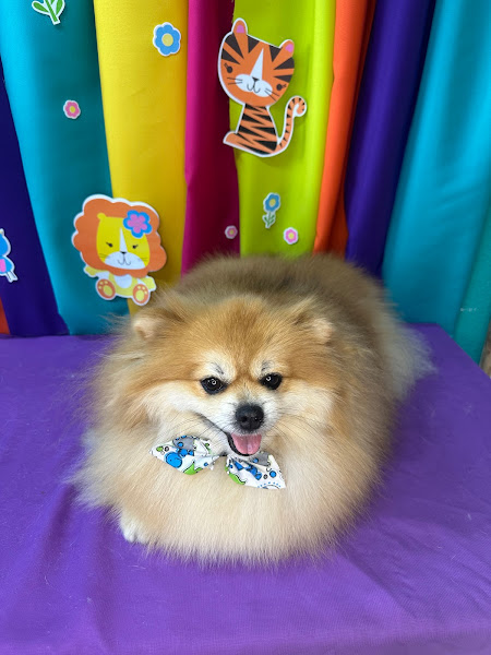 Life Pet Shop Sorocaba