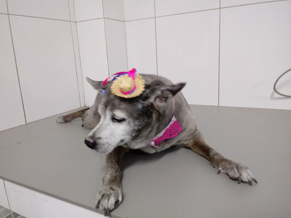 Foto 6 Pet Shop Bem Locão