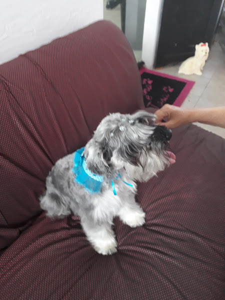 Foto 2 Bellas Pet Shop Sorocaba