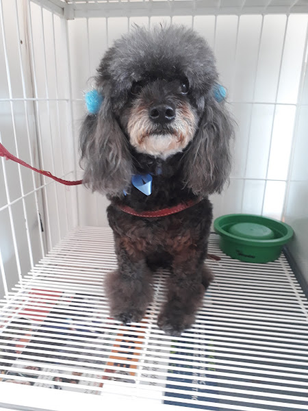 Foto 3 Bellas Pet Shop Sorocaba