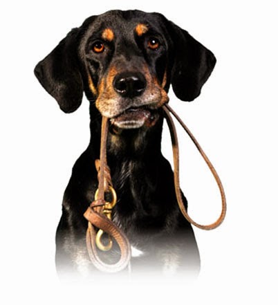 Foto 3 Pet Villas Pet Shop em Sorocaba