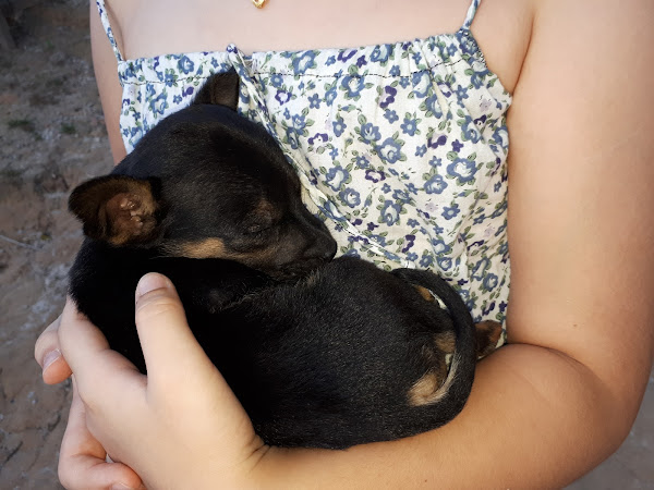 Foto 0 Hipercão Pet Shop