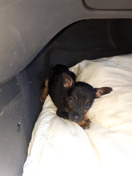 Foto 2 Hipercão Pet Shop