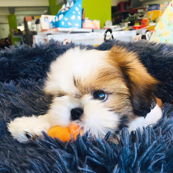 Foto 3 Petland Campolim Sorocaba