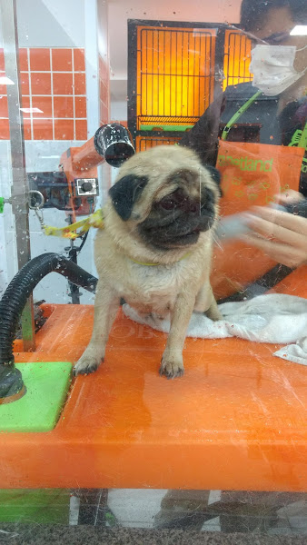 Foto 5 Petland Campolim Sorocaba