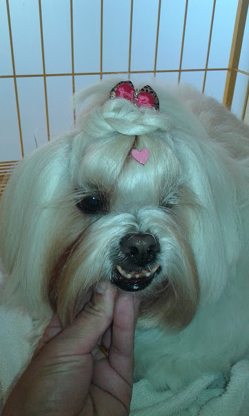 Foto 1 DOLCE&CANE PET SHOP