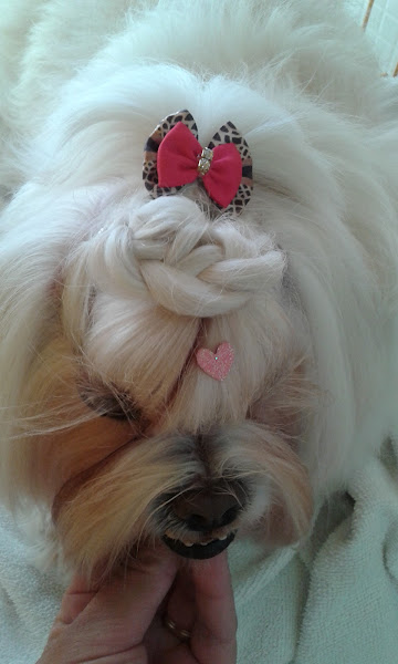 Foto 2 DOLCE&CANE PET SHOP