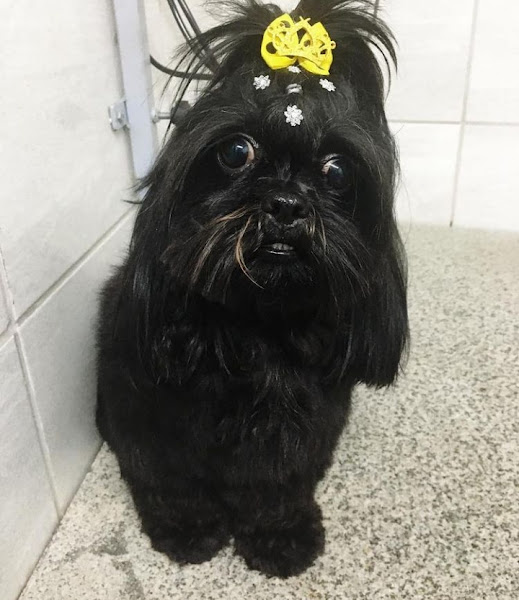 Foto 0 Fantasticão Pet Shop