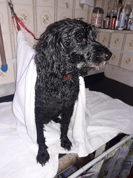 Foto 2 Pet Lovers Sorocaba