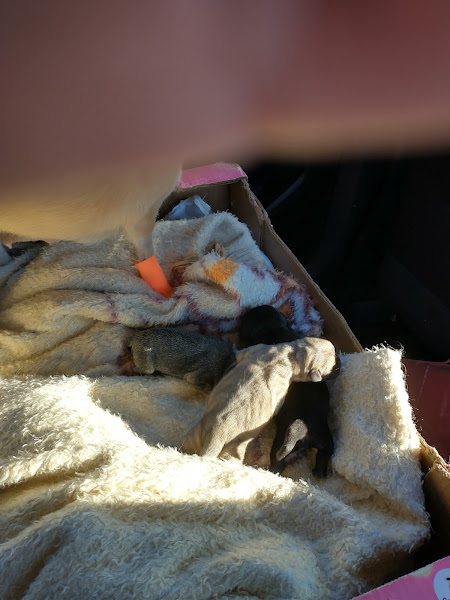 Foto 2 Cobasi Sorocaba Pannunzio