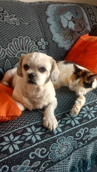 Foto 4 Cobasi Sorocaba Pannunzio