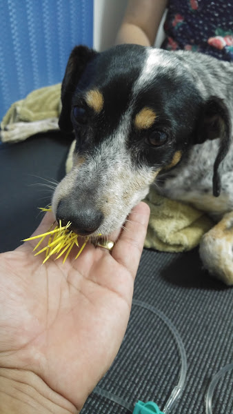 Foto 5 PET SHOP CANINO'S