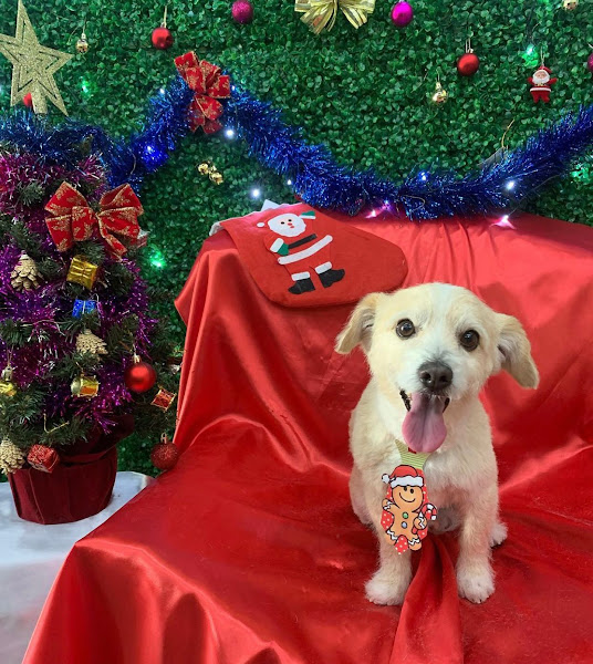 Foto 2 Pet Store Sorocaba