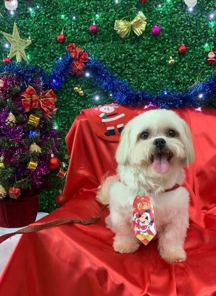 Foto 3 Pet Store Sorocaba