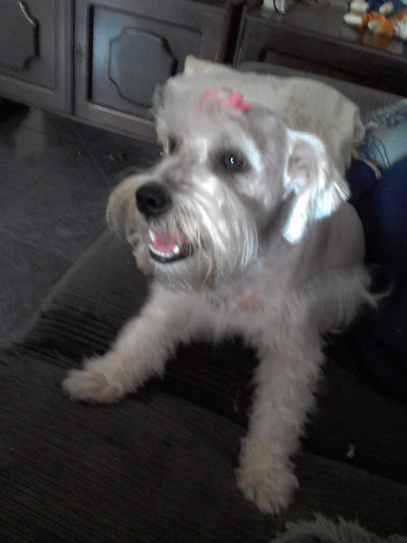 Foto 1 Happy Pet - Pet shop