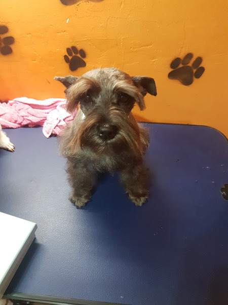 Foto 0 Luau Pet Shop