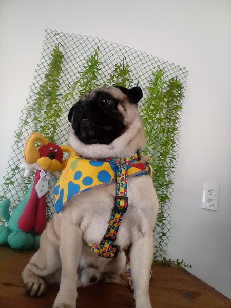 Foto 1 Pet Shop Cidade Jardim