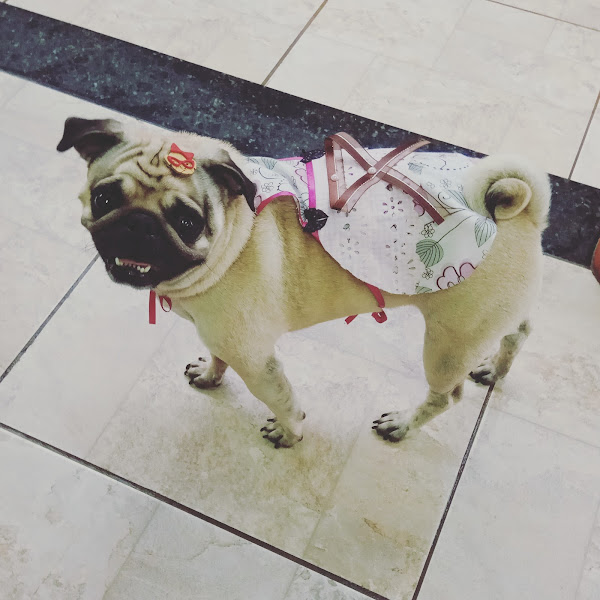 Foto 5 Pet Mendes - Chile