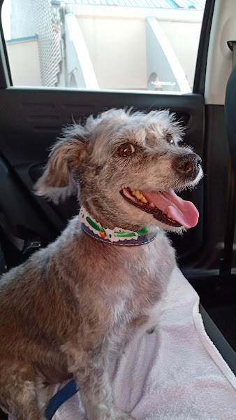 Foto 1 SPA dos Pêlos estética animal Pet shop