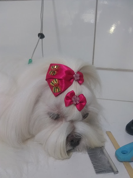 Pet Shop Fábio Lima Banho E Tosa