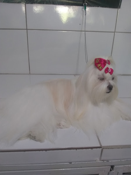 Foto 1 Pet Shop Fábio Lima Banho E Tosa