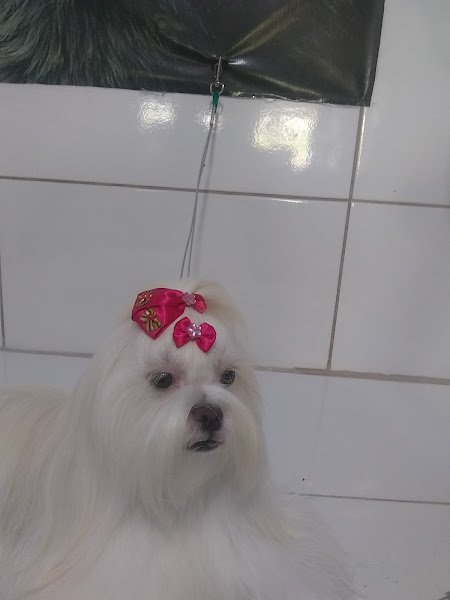 Foto 2 Pet Shop Fábio Lima Banho E Tosa