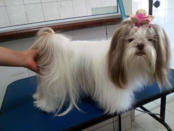 Foto 5 Castello Pet Foto 5 Castello Pet