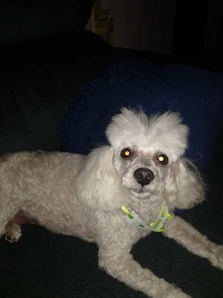 Foto 2 Popular Pet - Sorocaba