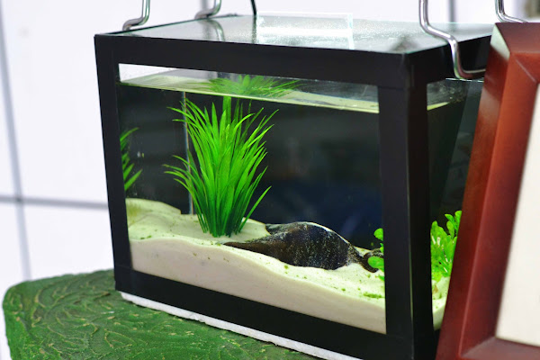 Foto 3 Union Pet Sorocaba Foto 3 Union Pet Sorocaba