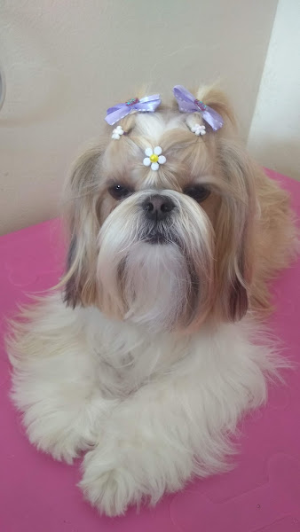 Foto 2 Cão Contente Banho e Tosa