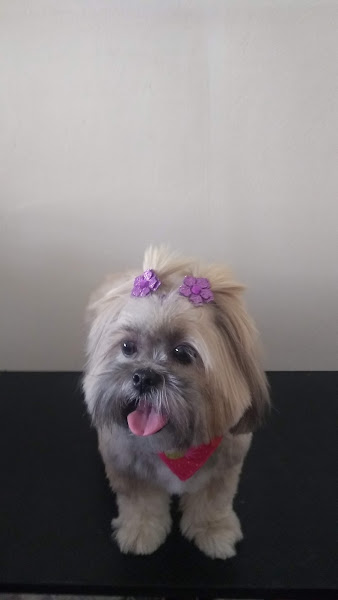 Foto 3 Cão Contente Banho e Tosa Foto 3 Cão Contente Banho e Tosa