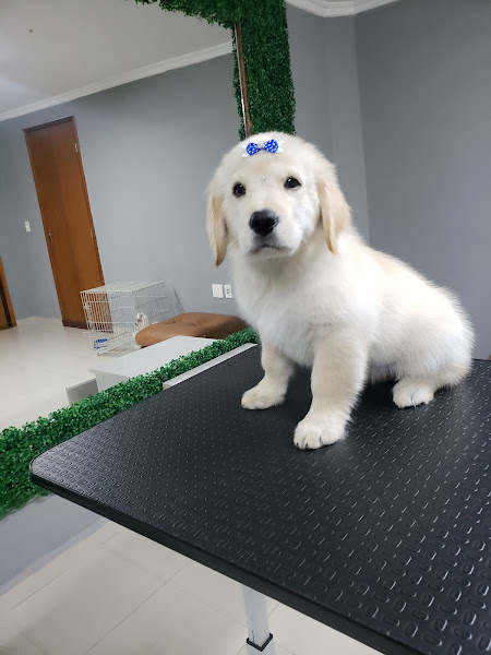 BABY PET STORE BABY PET STORE