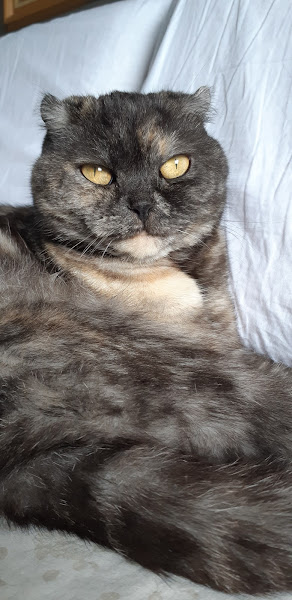 Foto 1 Pet Center Amigão