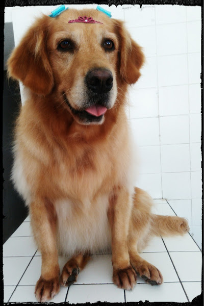 Foto 2 PIT CÃO PET CENTER