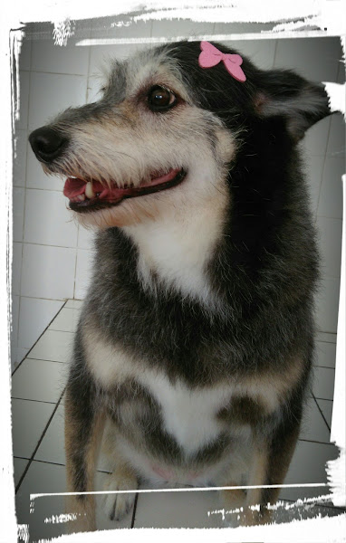 Foto 3 PIT CÃO PET CENTER