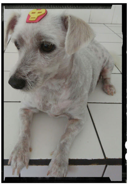 Foto 4 PIT CÃO PET CENTER