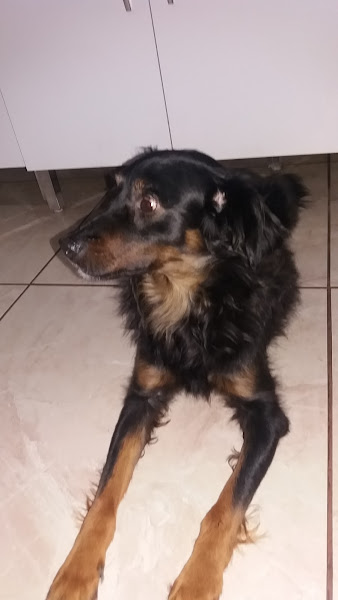 Foto 4 BEM ESTAR ANIMAL PET SHOP