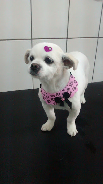 Foto 5 Pet Mendes - Carlos Mendes