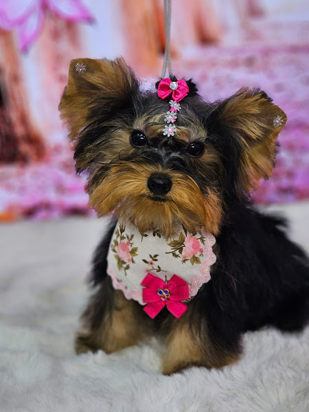 Foto 1 Lili Banho & Tosa Foto 1 Lili Banho & Tosa