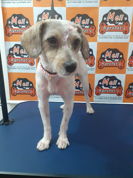 Foto 2 Mell Agropet's