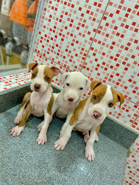 Foto 1 Pet Stop Agropet