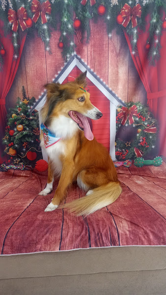 Foto 1 Lilicão Pet Lazer