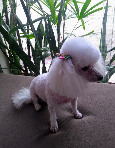 Foto 2 Lilicão Pet Lazer